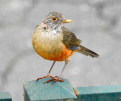 Turdus rufiventris
