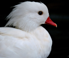 White Mandarin
