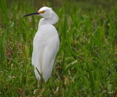 Great Egret