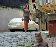 model kedi çocuk köpek