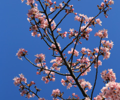 Pink in the blue
