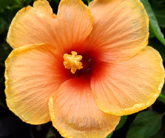 Hibiscus