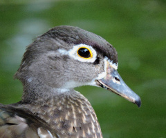 Mandarin Duck Female