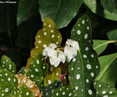 blossoms