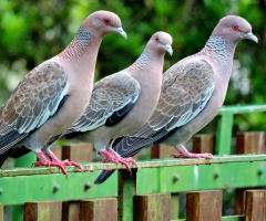 Picazuro Pigeon
