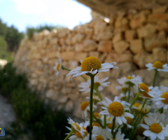 Papatya Demeti 