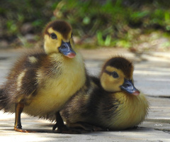 Ducklings