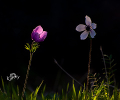 Spring in Cyprus 