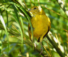 Sicalis flaveola