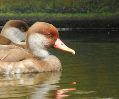 Pato Carolino 