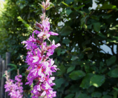 blossoms