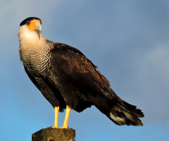 Caracara plancus