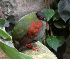 Rollulus rouloul (Straußwachtel)