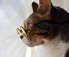 Cat with glasses III