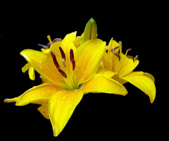 BLÜTE