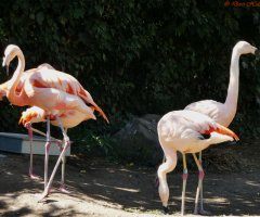 flamingos