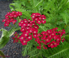blossoms