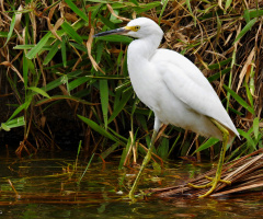 Snowy Egret