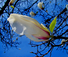 BLÜTE