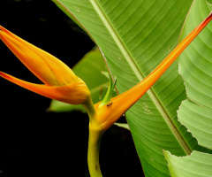 Heliconia