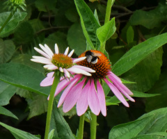 b & b - blossoms & bee 