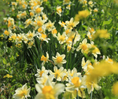 Narcissus