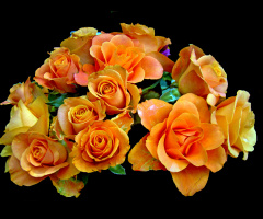 BLÜTEN