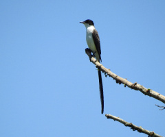 Tyrannus savana
