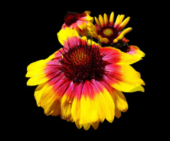 BLÜTEN