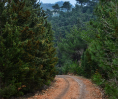 Yayla yolu...