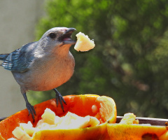 Sayaca Tanager