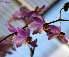 orchids