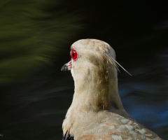 Details Vanellus chilensis