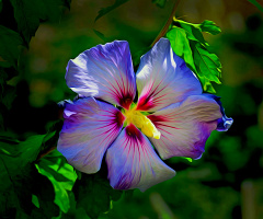 BLÜTE