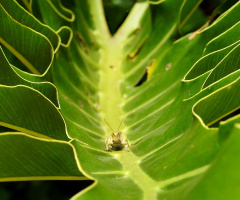 Gafanhoto 