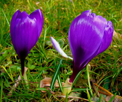 BLÜTEN