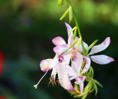 orchids