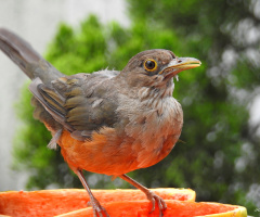 Turdus rufiventris 