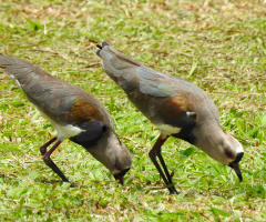 Bird couple