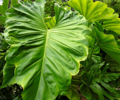 Filodendro imperial