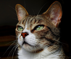 Gato