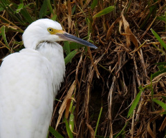 Egret