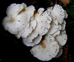 Fungi on tree trunk