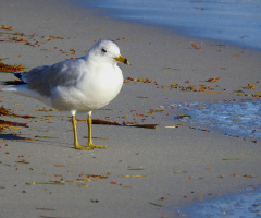 Silver Gull