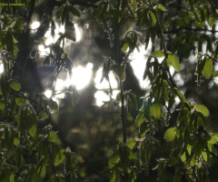 in the evening sun 