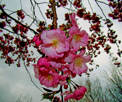 BLÜTEN