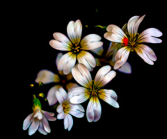 BLÜTEN