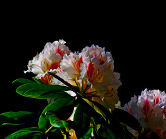 BLÜTEN