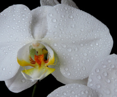 Wanda orquídea