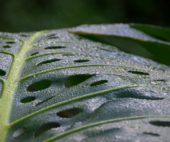 After rain